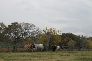 Longhorns