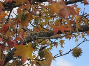 autumn in Kentucky