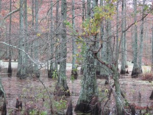 water-trees