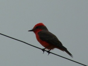 curious bird