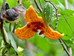 exotic jungle food