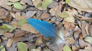 feather macaw