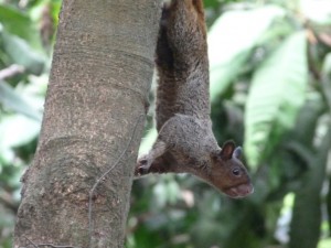 forest squirel