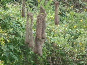 weaverbird nests