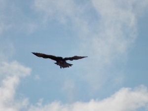 Condor