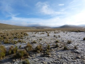 Mongolian steppe ...