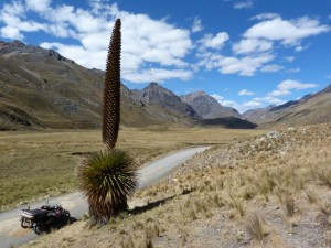 Model T with Puya Raimondii