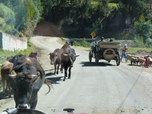 animals on the road
