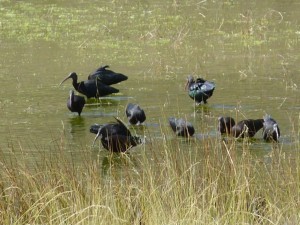 black ibis