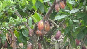 cacao