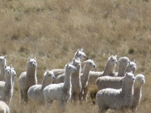 curious alpaca