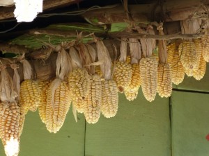 drying corn