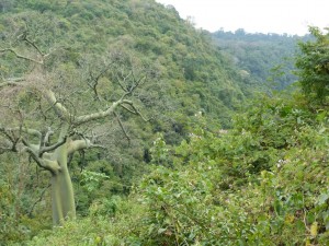 endless rainforest