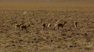 first sight on guanaco's