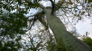 giant tree