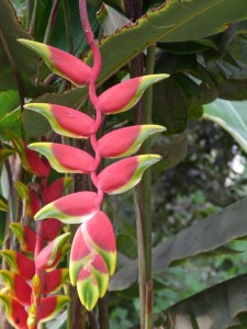 heliconia