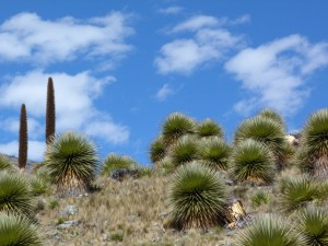 many Puya Raimondii