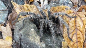 one of the 23 tarantula's