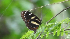 one of the hundreds butterflies