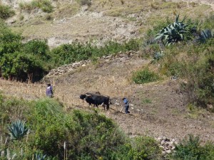 ploughing in the old way