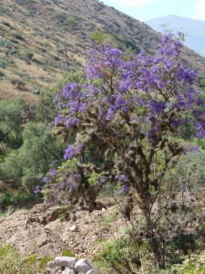 unexpected colour of tree