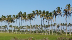 waving palms