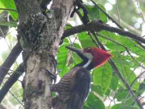 woodpecker