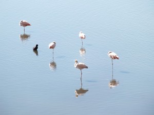 flamingo's