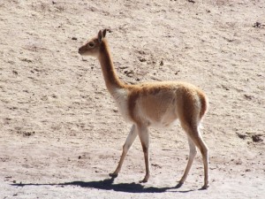 guanaco 2