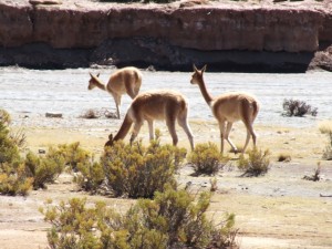 guanaco