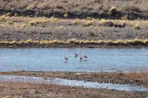 Flamingo's