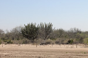 cactus trees