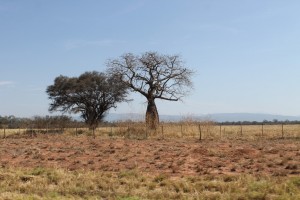 strange trees