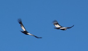 condors