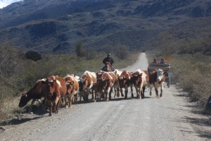 Rachero with cows and Watson