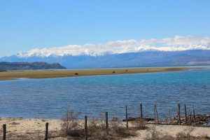 Lago General Carrera cows