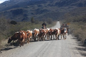 Cows on the way