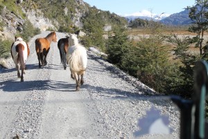 Horses on the road