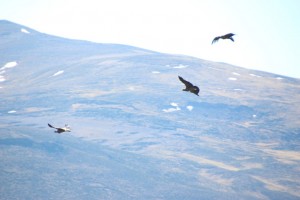 Condors