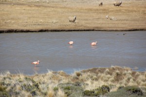 Flamingo's