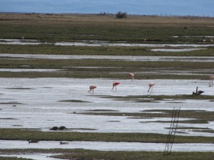 Flamingos