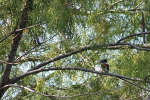 01 Amazone Kingfisher