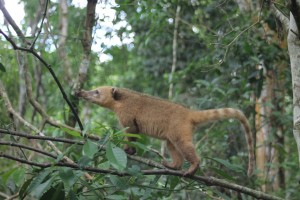  Coati