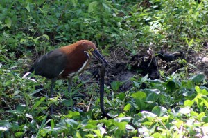 02 Rufescent Tiger Heron