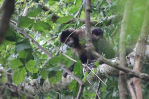  Capuchin monkey