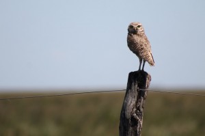 04 Burrowing owl