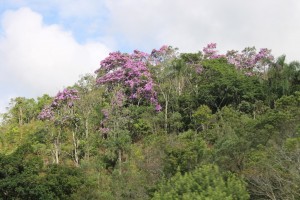 Trees with pink flowers