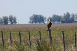 05 Crested caracara