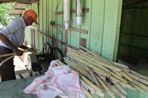 Pressing the sugar cane