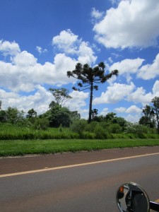 Araucária